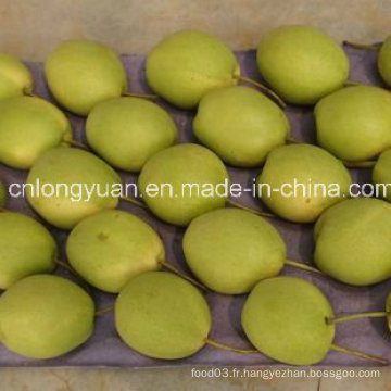 Vente à chaud de nouvelles récoltes, poire fraiche et douce Shandong